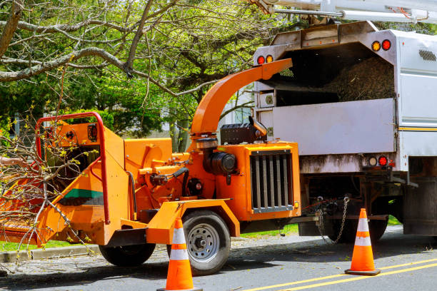 Best Tree Removal Services  in Honaunau Napoopoo, HI